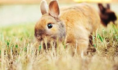 1987年属兔的属性(1987年属什么生肖的属性)