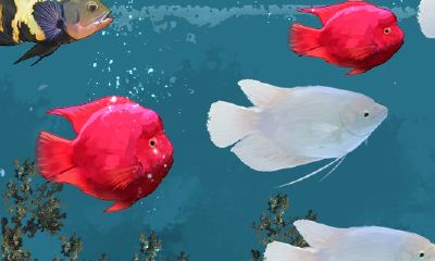 招财鱼怎么混养其它鱼在一起(招财鱼可以和什么鱼一起养)