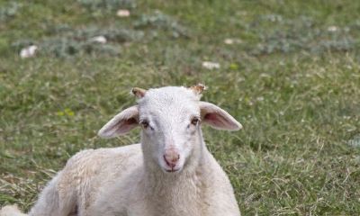 梦到拉了很多羊关在圈里(属羊女的破月)