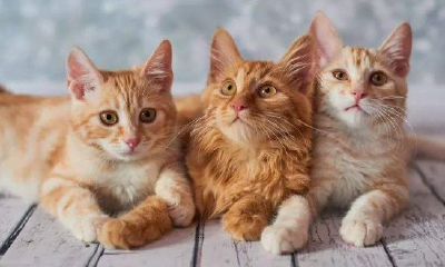 怀孕梦到猫往身上扑什么意思(梦到猫一直往身上扑)