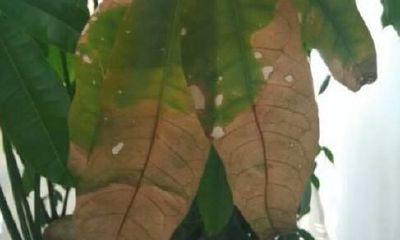 招财树掉叶子还有干斑(家里养的招财树掉叶子)