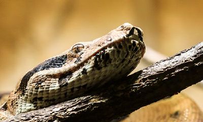 男人梦见又粗又大又长的蛇代表着什么(男人梦见蛇是代表什么)