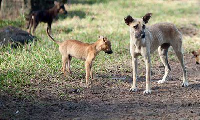 70年属狗人的运势怎么样(70年属狗的明年运程是怎么样)