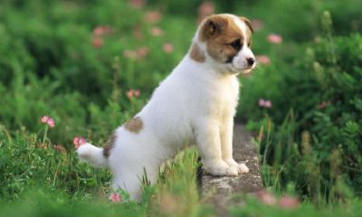 给犬起名字霸气(按照生日星座取名)