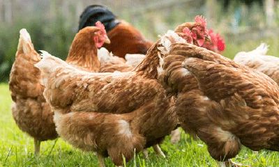 93年属鸡的最好婚配(最佳婚配属相)