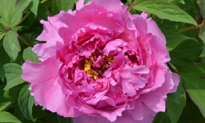 家里养什么鲜花招财(家里养什么鱼招财镇宅)