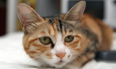 招财大牛猫公众号小号是什么(招财大牛猫怎么赚钱的)