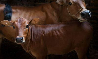 属龙分手之后会打听前任吗(属龙男人分手后的心理)