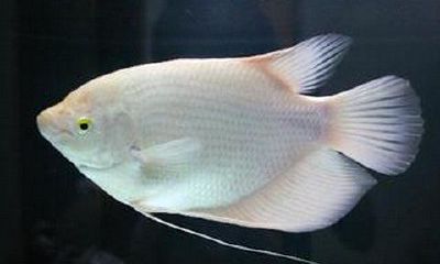 黑招财鱼和白招财哪个长得大(招财鱼黑色好还是白色好)