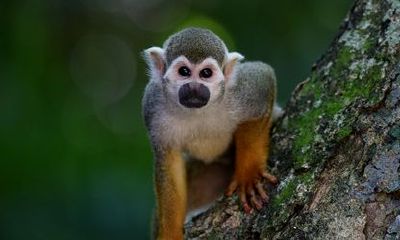 属猴人什么年纪走大运(92年属猴人最旺的年龄)