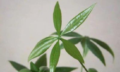 招财树的修剪与嫁接(招财树怎么修剪最好看)