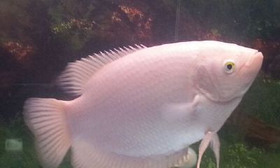 虎鱼能和招财鱼混养吗(招财鱼可以和虎鱼混养吗)