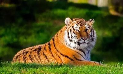 孩子小名如何取属虎(孩子小名大全属虎)