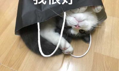 水瓶座和摩羯座工作搭档(水瓶座和摩羯座工作合不合)