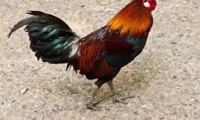 69年属鸡男人一生桃花运(69年属鸡桃花运怎么样)