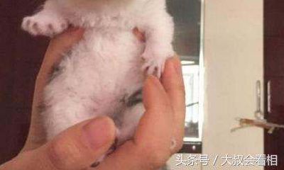为什么属蛇不能养猫(属蛇养猫会克死他吗)