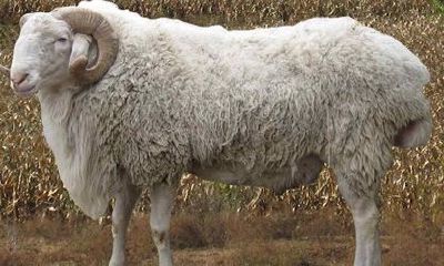 67年属羊的今年多少岁数了(56岁属羊是哪一年出生的)