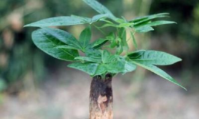 发财树开花是什么预兆风水(1996年的属鼠的是什么命)