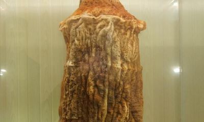 挖到太岁的严重后果(犯太岁的人是不是很倒霉)