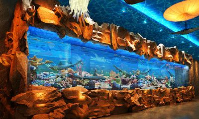 招财鱼缸放什么装饰(鱼缸里放什么摆件招财)