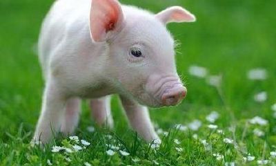 农历十月属猪命取名(属猪十月五行属什么)