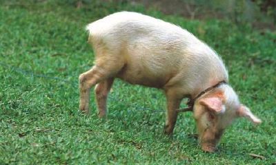 1947年属猪人的寿命多长(1947年属猪人的劫难)