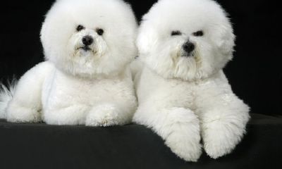 58年属狗的人今天运气(属狗人今天牌运怎么样)