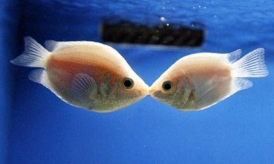 梦见鱼和水什么意思(做梦梦见水和鱼是什么意思)