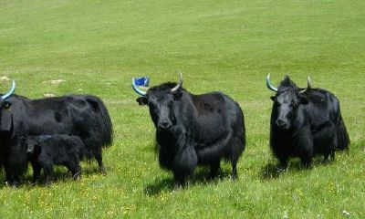 属猪人虎年运程(71年属猪女在2023年怎么样)