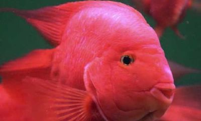 招财鱼头顶有点鼓包正常(招财鱼脑袋上起个鼓包)