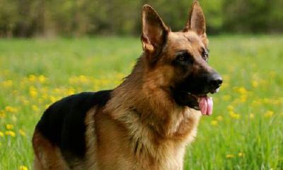 宠物狗起名字霸气洋气(10在易经中的吉凶)