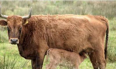 2023年12月25号生肖运势(2023年属什么生肖年)