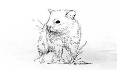 属鼠桃花劫年龄(属猴的年龄表)