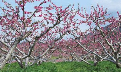 家里栽种什么树财运最好(什么木头招财运旺事业)