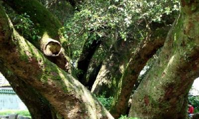 日柱是乙木的人(乙木最好的日柱是哪个乙)