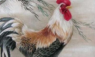 属鸡生辰什么时间最好(生肖鸡哪个时辰最好命)