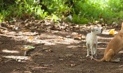 属狗人哪年出生的好(属狗的女人几日出生最好)