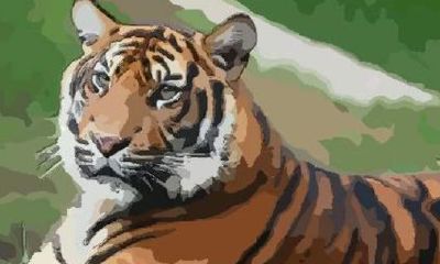 属虎的生肖今年多少岁(74年属虎48岁以后的一生命运)