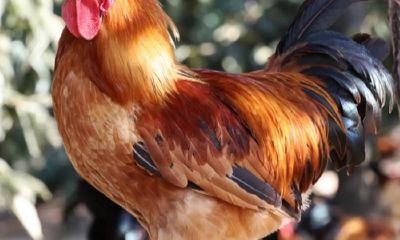 十二生肖鸡为什么排第十(十二生肖为什么有鸡)