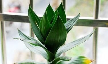 养富贵竹几支最旺财风水(风水富贵竹多少根招财)