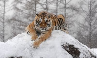 虎年六月出生是什么命(属虎的6月出生最好命)