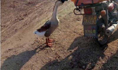 算命1964年6月15日(灰度开运算和闭运算均具有单调性)