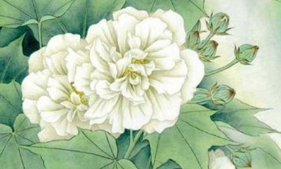 流年吉凶星煞(流年飞星与宅运并临吉凶断法)