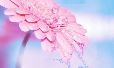 1991年属羊男与1995年属猪女婚姻(1995每属猪一生有二婚)