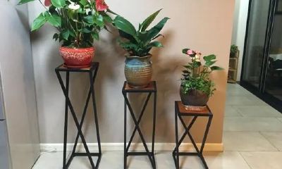 客厅里放什么植物好风水(客厅放什么花最好风水)