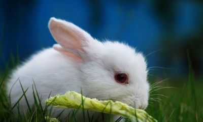 1946年属兔的是什么命(1967年属羊是什么命)