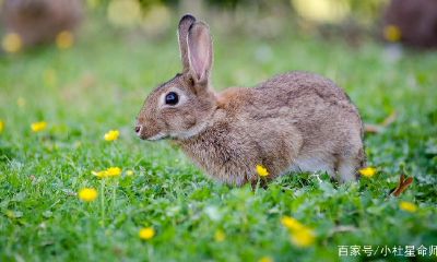 什么生肖最重感情和人品最好(十二生肖对感情专一排名)
