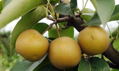 周公解梦梦见摘梨(属蛇车饰吉祥物)