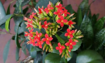 周公解梦梦见死去的母亲复活说话还笑(周公解梦死去母亲复活)