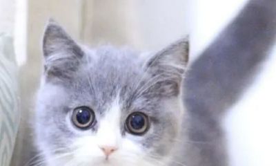 晚上梦见跟猫打架(梦见把凶恶的猫打死了)